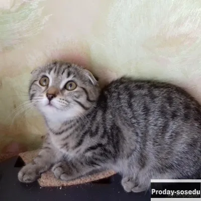 Передам в надежные руки!, Кошки, Санкт-Петербург