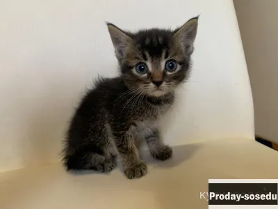 Котенок в добрые руки, Кошки, Москва