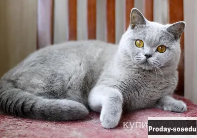 Британский котик голубого окраса., Кошки, Москва