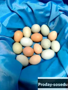 Бокс-Сюрприз! Инкубационные яйца кур разных пород микс., Птицы, Владимирская область, Владимир