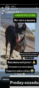 СОБАКА ПОТЕРЯЛАСЬ, Собаки, Саха (Якутия), Якутск