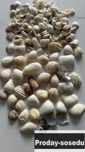 Ракушки морские, Аквариум, Москва