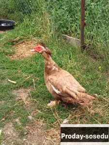 Индоутки, Птицы, Самарская область, Самара
