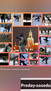 Вязка.Кобель 2,5 года с родословной и с титулами, предлагается на вязку., Собаки, Нижегородская обла...