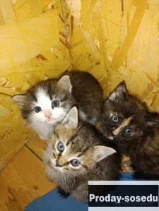 Котята в добрые руки, Кошки, Нижегородская область, Бор