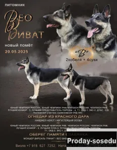 Щенки восточноевропейской овчарки, Собаки, Тюменская область, Тюмень