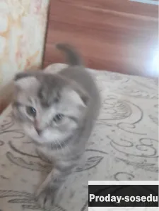 Пушистый друг!, Кошки, Саратовская область, Саратов