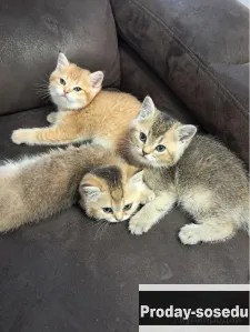 Котята британская шиншилла, Кошки, Владимирская область, Владимир