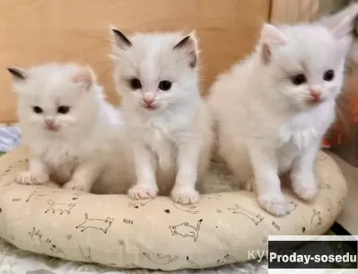 Рэгдолл, Кошки, Москва