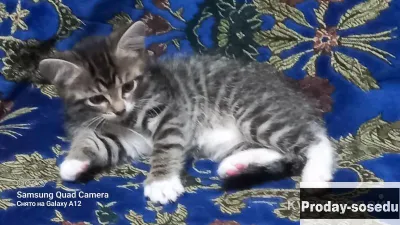 Котята, Кошки, Ханты-Мансийский АО, Сургут
