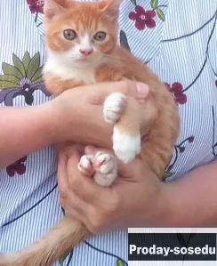 Котёнок, Кошки, Москва