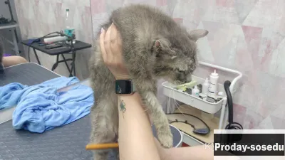 Кошка  в добрые руки., Кошки, Тюменская область, Тюмень