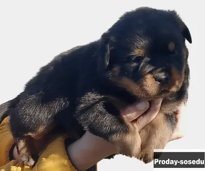 Щенки ротвейлера