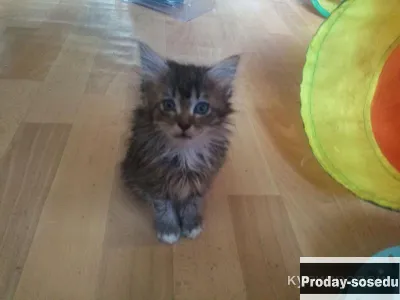 Крошечный котёнок, Кошки, Москва