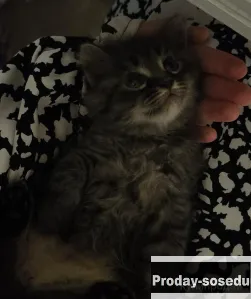 отдам котят в добрые руки, Кошки, Дагестан, Кизилюрт