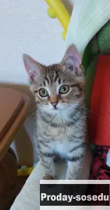 Стильный котенок, 3,5 мес., Кошки, Московская область, Чехов