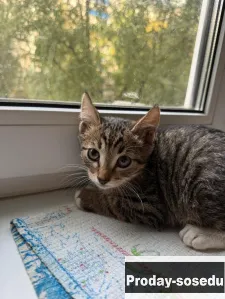 Котенок Гриша ищет дом!, Кошки, Московская область, Пушкино