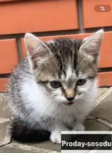 Котенок - девочка с очаровательной мордочкой, 2,5, Кошки, Москва