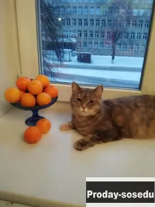 Кошка ищет дом, Кошки, Кемеровская область, Кемерово