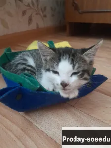Котята в добрые руки, Кошки, Тамбовская область, Рассказово