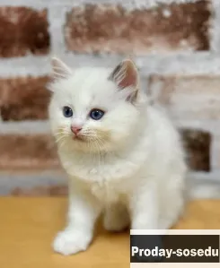 Рэгдолл для Вас, Кошки, Москва