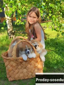 Акита ину, Собаки, Санкт-Петербург