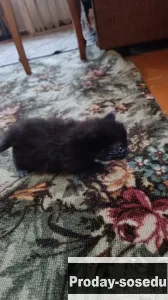 Котенок, Кошки, Владимирская область, Владимир