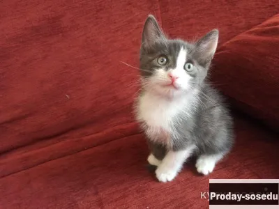Котёнок мальчик в добрые руки, Кошки, Нижегородская область, Нижний Новгород