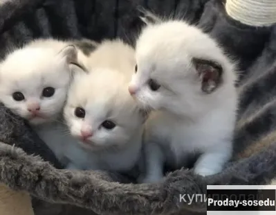 Нежнейшие Рэгдолл, Кошки, Москва