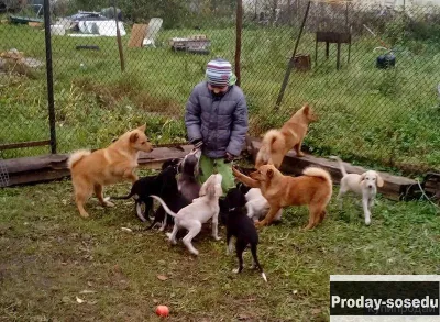 Вязка собак, инструктор по СПб. и Л. О, Товары и услуги для животных, Санкт-Петербург