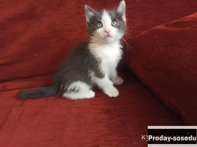 Котёнок мальчик в добрые ручки, Кошки, Нижегородская область, Нижний Новгород