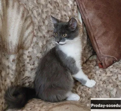 Котенок маленький Принц, 4 мес., Кошки, Московская область, Чехов