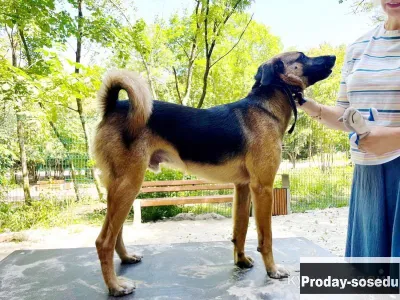 Большой друг котов и просто душевный пёс ищет дом, Собаки, Санкт-Петербург