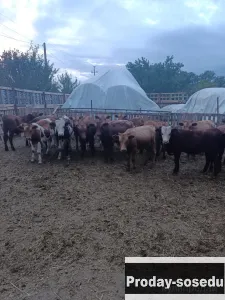 Бычки, Другие животные, Ставропольский край, Новотроицкая