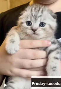 Шотландские котята, Кошки, Москва