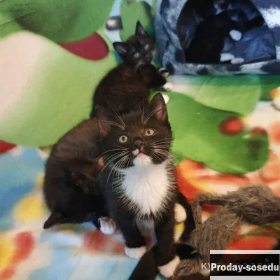 Кошка и котята с поедпортовой, Кошки, Санкт-Петербург