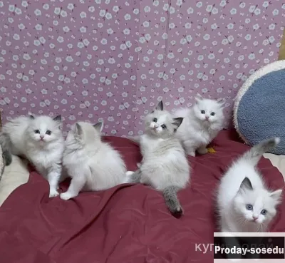 Самый нежный котенок Рэгдолл, Кошки, Москва