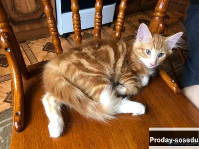 Норвежской лесной кошки котята., Кошки, Санкт-Петербург