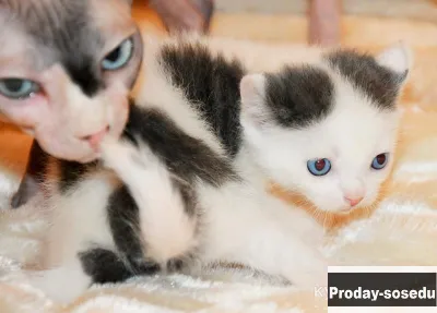 Которебенок мальчишка, Кошки, Москва