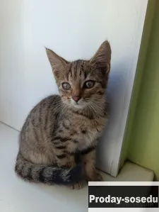 В добрые руки. Котята. Мальчик и девочка., Кошки, Алтайский край, Барнаул