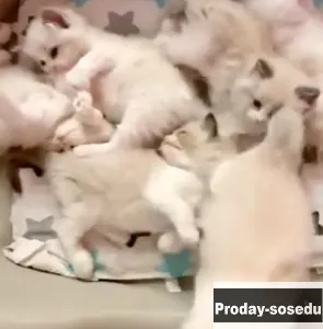 Малышки Рэгдолл, Кошки, Москва