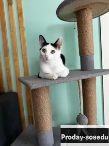 Котик в поисках семьи!, Кошки, Приморский край, Владивосток