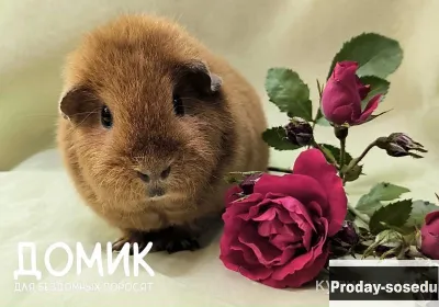 Морские свинки ищут дом., Другие животные, Москва
