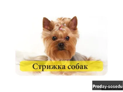Груминг ( стрижки ) собак и кошек, Товары и услуги для животных, Ивановская область, Шуя