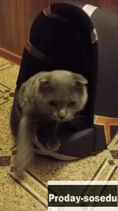 Отдам в добрые руки, Кошки, Кемеровская область, Новокузнецк