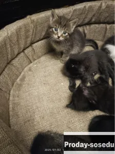 Отдам котят, Кошки, Нижегородская область, Саров