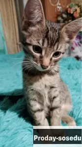 Дарю котят в добрые, надёжные руки!), Кошки, Москва