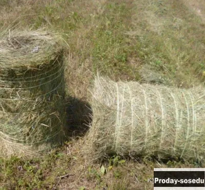 Сено в маленьких тюках, Товары и услуги для животных, Владимирская область, Киржач