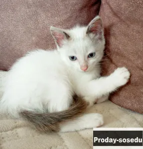 Котята в добрые руки, Кошки, Новосибирская область, Новосибирск