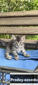 Котёнок, Кошки, Ставропольский край, Ставрополь